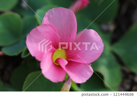 Pink wood sorrel flowers blooming in a winter garden 121449686