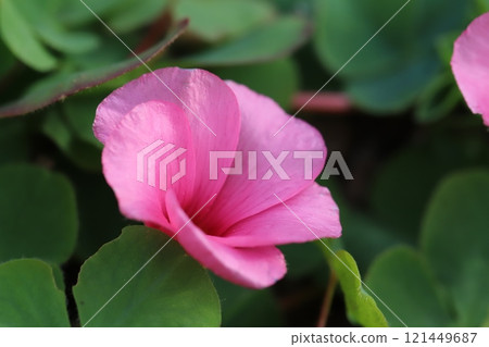 冬季花園中盛開的粉紅酢漿草花 121449687