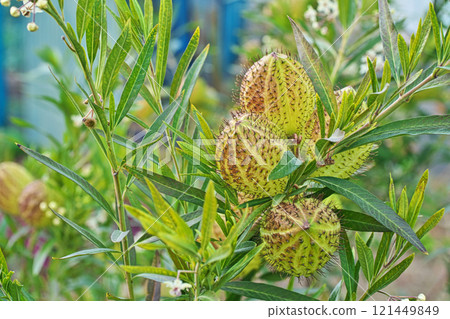 Winter balloon plant (Winter, December) 121449849