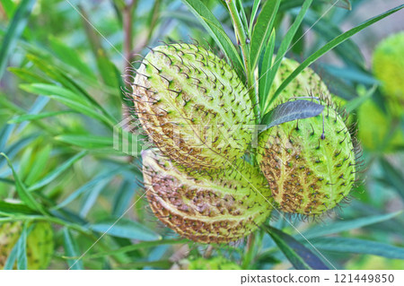 冬季馬利筋果實(冬季,12 月) 冬季馬利筋果實(冬季,12 月) 121449850