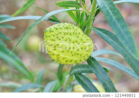 冬季馬利筋果實（冬季，12 月） 121449851