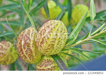 冬季馬利筋果實（冬季，12 月） 121449852