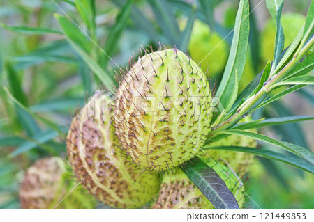 冬季馬利筋果實(冬季,12 月) 冬季馬利筋果實(冬季,12 月) 121449853