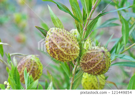 冬季馬利筋果實（冬季，12 月） 121449854