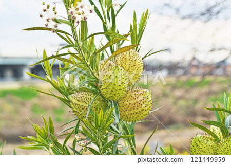 冬季馬利筋果實（冬季，12 月） 121449959