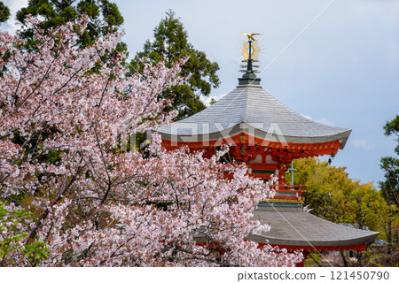Shohoji Temple's pagoda surrounded by cherry blossoms Shohoji Temple's pagoda surrounded by cherry blossoms 121450790