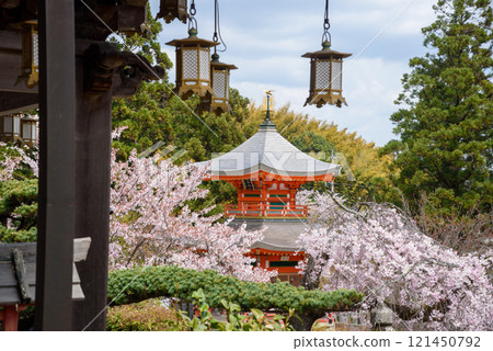 Shohoji Temple's pagoda surrounded by cherry blossoms Shohoji Temple's pagoda surrounded by cherry blossoms 121450792
