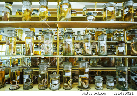 flasks and test tubes with samples of living organisms in formaldehyde on the shelf of scientific secret biochemical laboratory 121450821