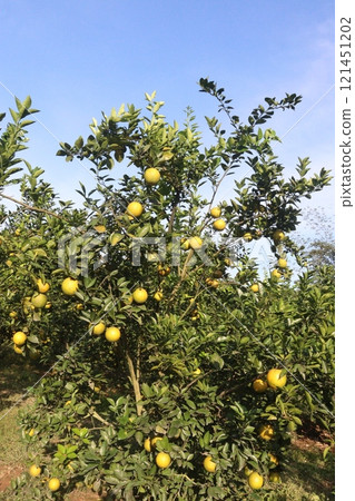 Citrus fruits on tree in farm Citrus fruits on tree in farm 121451202