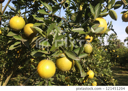 Citrus fruits on tree in farm Citrus fruits on tree in farm 121451204