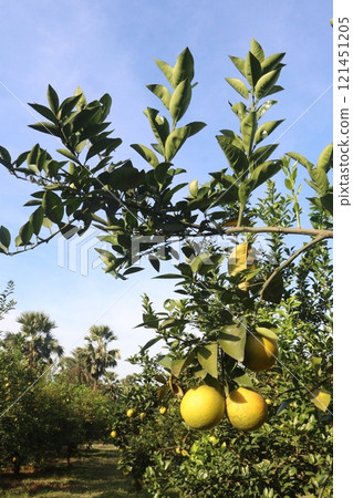 Citrus fruits on tree in farm 121451205