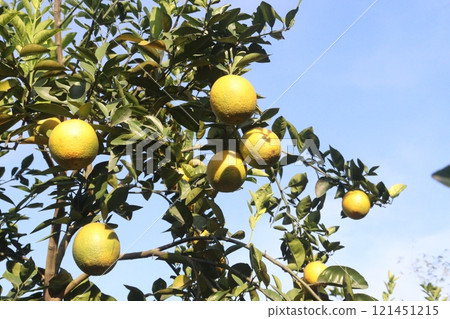 Citrus fruits on tree in farm Citrus fruits on tree in farm 121451215