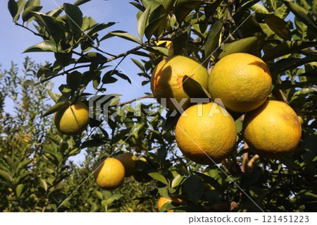 Citrus fruits on tree in farm Citrus fruits on tree in farm 121451223