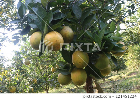 Citrus fruits on tree in farm Citrus fruits on tree in farm 121451224