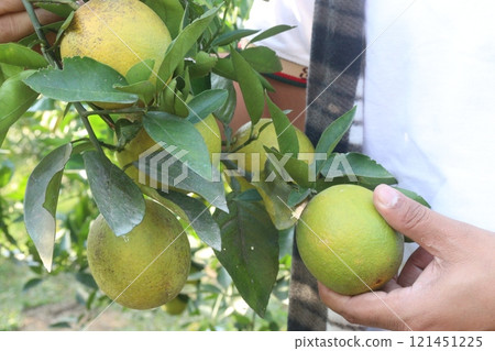 Citrus fruits on tree in farm Citrus fruits on tree in farm 121451225