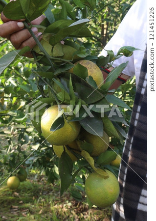 Citrus fruits on tree in farm Citrus fruits on tree in farm 121451226
