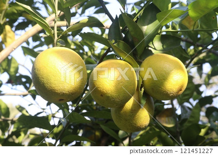 Citrus fruits on tree in farm Citrus fruits on tree in farm 121451227