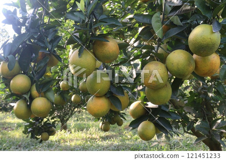 Citrus fruits on tree in farm Citrus fruits on tree in farm 121451233