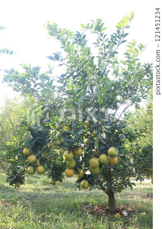 Citrus fruits on tree in farm Citrus fruits on tree in farm 121451234