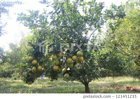Citrus fruits on tree in farm Citrus fruits on tree in farm 121451235