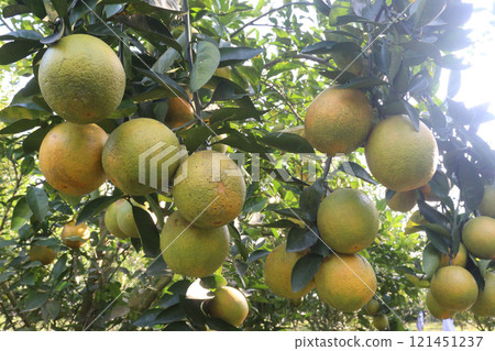Citrus fruits on tree in farm 121451237