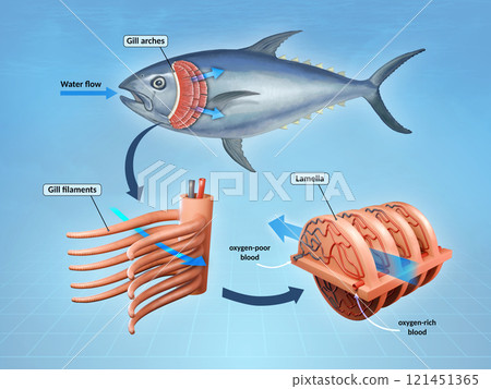 Fish respiratory system 121451365