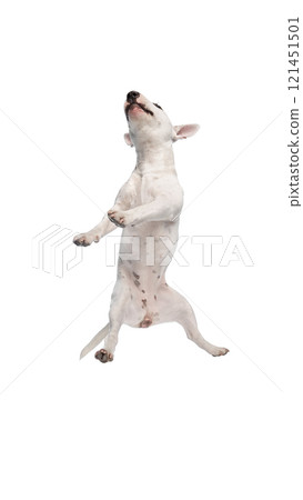 White Bull Terrier mid-leap it's mouth open in joyful bark, capturing pure canine energy against white studio background. 121451501