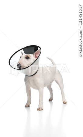 White Miniature Bull Terrier with black nose and spots wears clear plastic cone collaragainst white studio background. White Miniature Bull Terrier with black nose and spots wears clear plastic cone collaragainst white studio background. 121451517