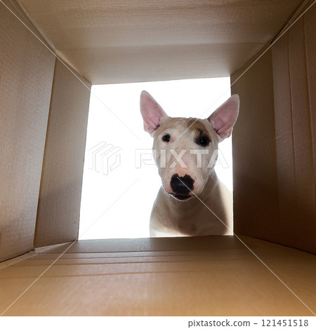 White Miniature Bull Terrier with black spots peeks out of cardboard box against white studio background. Dog's ears perked and face curious. White Miniature Bull Terrier with black spots peeks out of cardboard box against white studio background. Dog's ears perked and face curious. 121451518