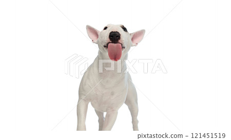 Miniature Bull Terrier striking a playful pose, tongue lolling out and ears perked against white studio background. 121451519