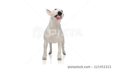 White Miniature Bull Terrier with black nose and spots stands against white studio background. Dog looks upward with tongue slightly extended. 121451521