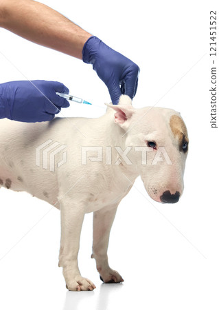 White Miniature Bull Terrier stands patiently as veterinarian in blue gloves prepares to administer injection against white studio background. 121451522
