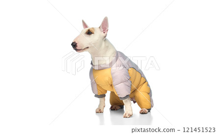 Portrait of purebred miniature English bullterrier calmly sitting dressed stylish jacket against white studio background. 121451523