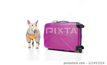 Portrait of cute, funny purebred English bullterrier dressed warm jacket posing with baggage against white studio background. Portrait of cute, funny purebred English bullterrier dressed warm jacket posing with baggage against white studio background. 121451524