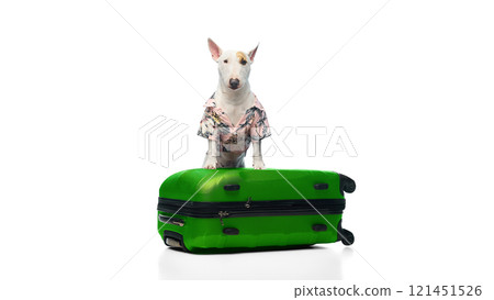 Portrait of cute, funny purebred English bullterrier dressed colorful T-shirt posing with luggage against white studio background. Portrait of cute, funny purebred English bullterrier dressed colorful T-shirt posing with luggage against white studio background. 121451526