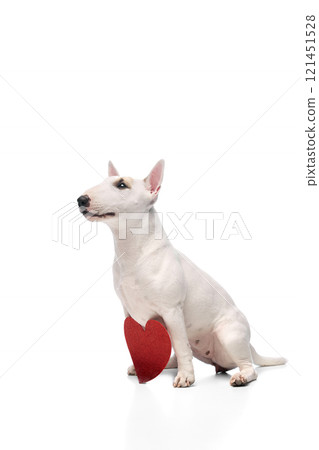 Portrait of cute purebred English bullterrier posing sitting with card in shape of heart against white studio background. Love. Portrait of cute purebred English bullterrier posing sitting with card in shape of heart against white studio background. Love. 121451528