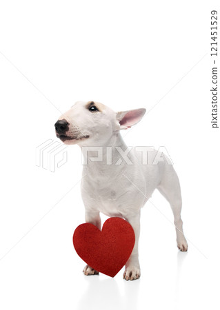 Funny, playful purebred white with brown spots on face English Bullterrier posing with card in shape of heart against white studio background. Funny, playful purebred white with brown spots on face English Bullterrier posing with card in shape of heart against white studio background. 121451529