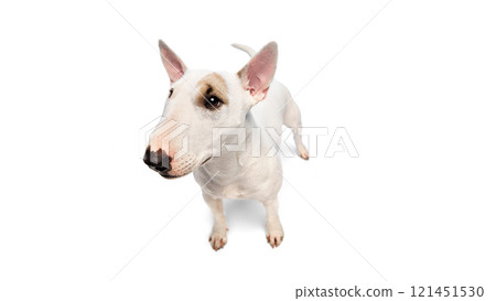 Funny pet portrait of playful, purebred miniature English Bullterrier looking at camera with its deep, cute eyes against white studio background. Funny pet portrait of playful, purebred miniature English Bullterrier looking at camera with its deep, cute eyes against white studio background. 121451530