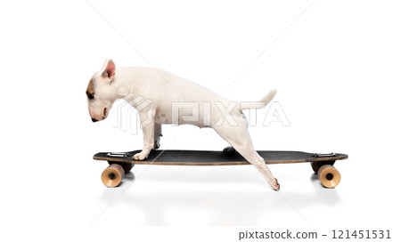 Cute purebred miniature English Bullterrier with brown spots on face riding on skateboard having fun against white studio background. Cute purebred miniature English Bullterrier with brown spots on face riding on skateboard having fun against white studio background. 121451531