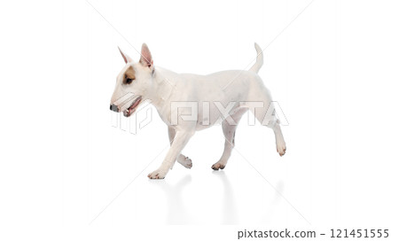 Dynamic portrait of cute little pet, funny English bullterrier running against white studio background. Happy muzzle. Dynamic portrait of cute little pet, funny English bullterrier running against white studio background. Happy muzzle. 121451555