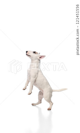 Dynamic photo of funny, playful little pet, purebred white bullterrier playfully jumping in motion against white studio background. 121451556