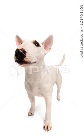 Cute and funny, purebred white miniature English Bullterrier looking at camera against white studio background. Wide angle. 121451559