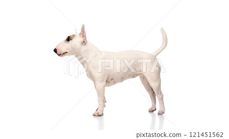 Charming pet, purebred, white with spots miniature English Bullterrier standing confidently against white studio background. Charming pet, purebred, white with spots miniature English Bullterrier standing confidently against white studio background. 121451562