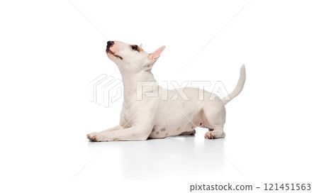 Charming little purebred English Bullterrier lying and playfully looking upward against white studio background. Charming little purebred English Bullterrier lying and playfully looking upward against white studio background. 121451563