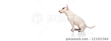 Banner. Side vie of cute, purebred English Bullterrier sitting looking at distance against white studio background with negative space to insert text . 121451564