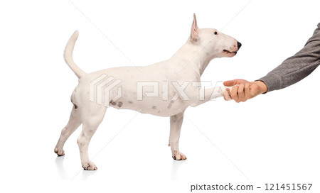 Cute purebred bullterrier dog, lovely pet gives pow to owner against white studio background. Cute purebred bullterrier dog, lovely pet gives pow to owner against white studio background. 121451567