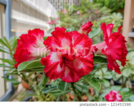 Flower of Adenium at Thai.(Desert Rose, Impala Lily, Mock Azalea) 121451590