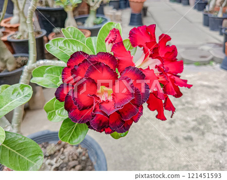 Flower of Adenium at Thai.(Desert Rose, Impala Lily, Mock Azalea) Flower of Adenium at Thai.(Desert Rose, Impala Lily, Mock Azalea) 121451593