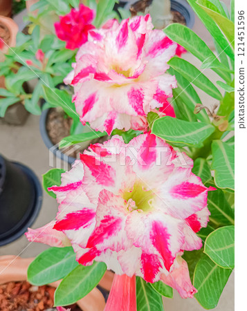Flower of Adenium at Thai.(Desert Rose, Impala Lily, Mock Azalea) Flower of Adenium at Thai.(Desert Rose, Impala Lily, Mock Azalea) 121451596
