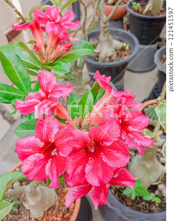 Flower of Adenium at Thai.(Desert Rose, Impala Lily, Mock Azalea) 121451597